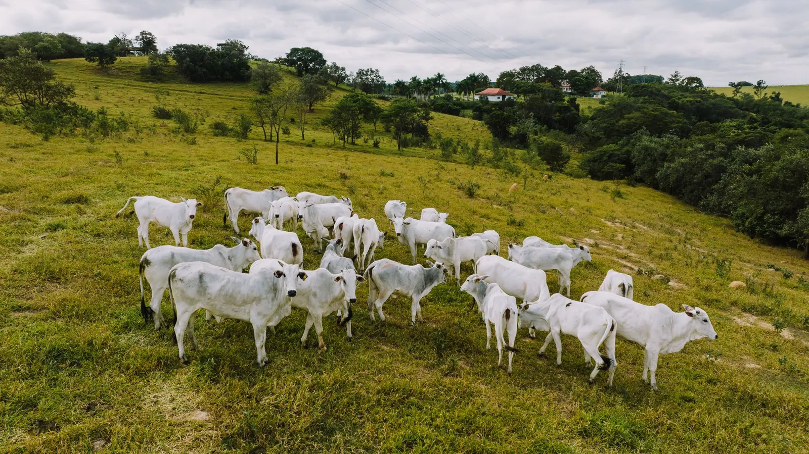 Gado nelore no pasto